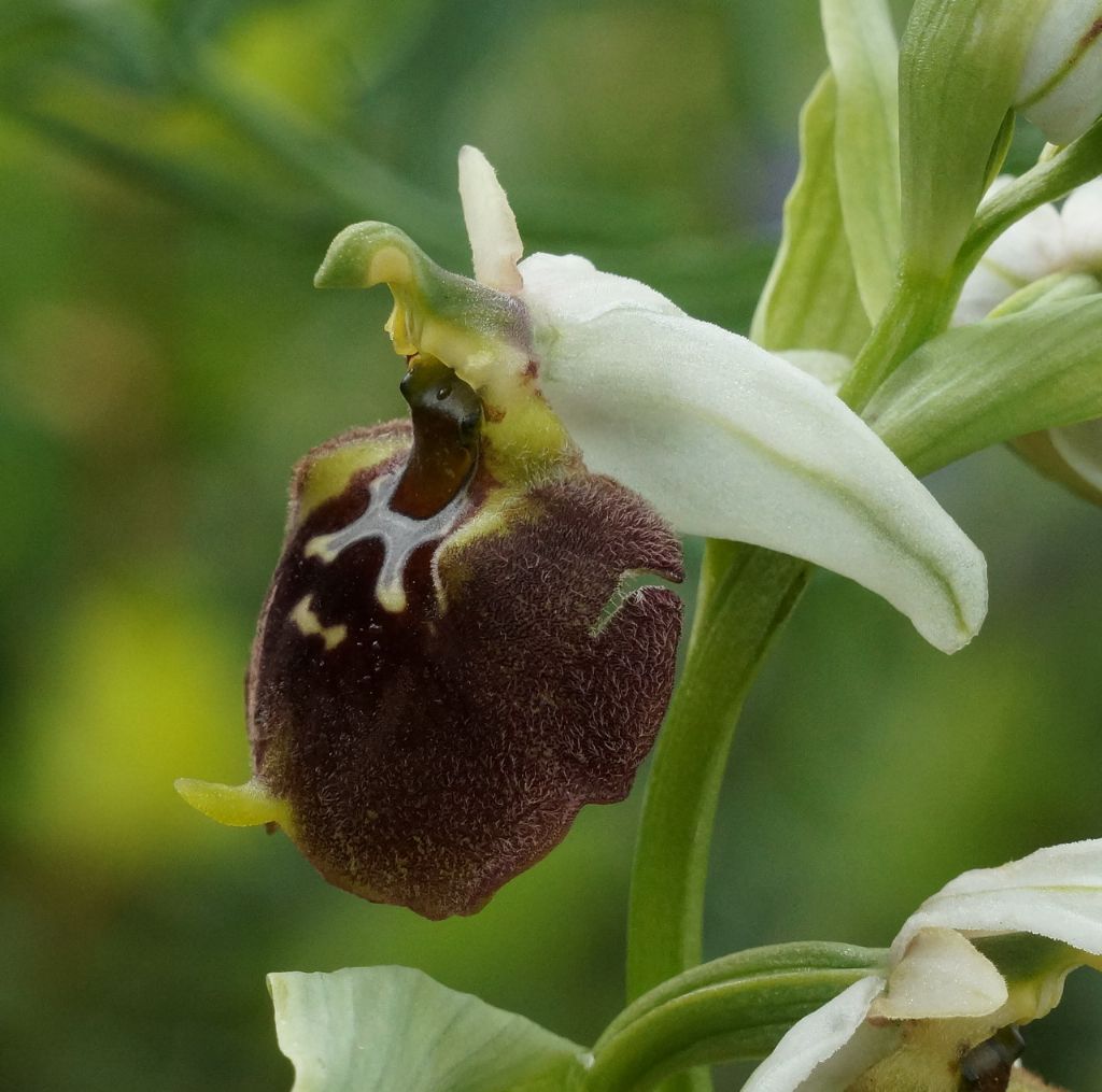 Ophrys parvimaculata?